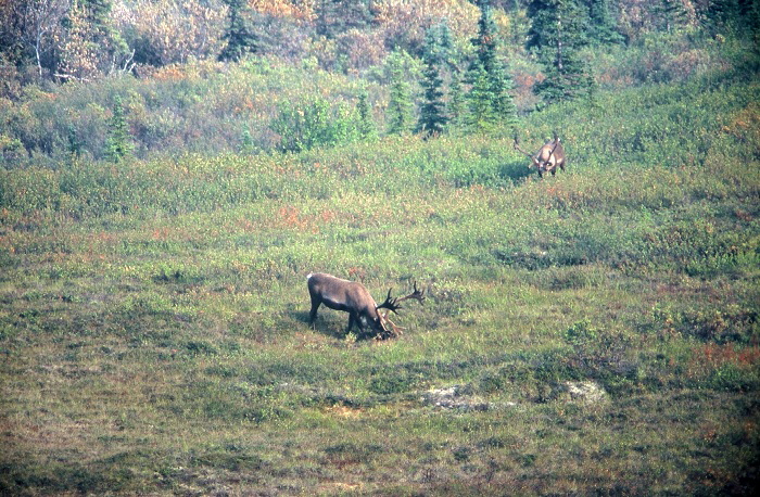 Alaska_116