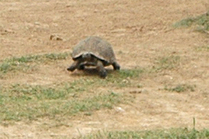 landschildkroete