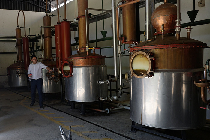 pisco