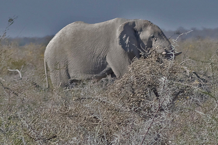 elefant_weiss_2