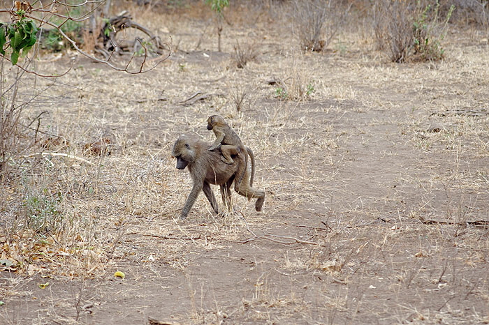 ods_DSC_3944_DxO