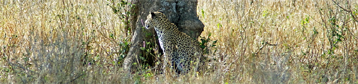 leopard