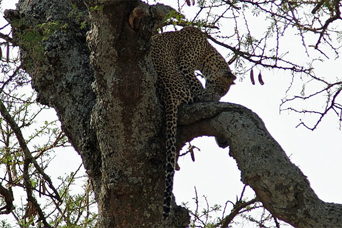 leopard_3