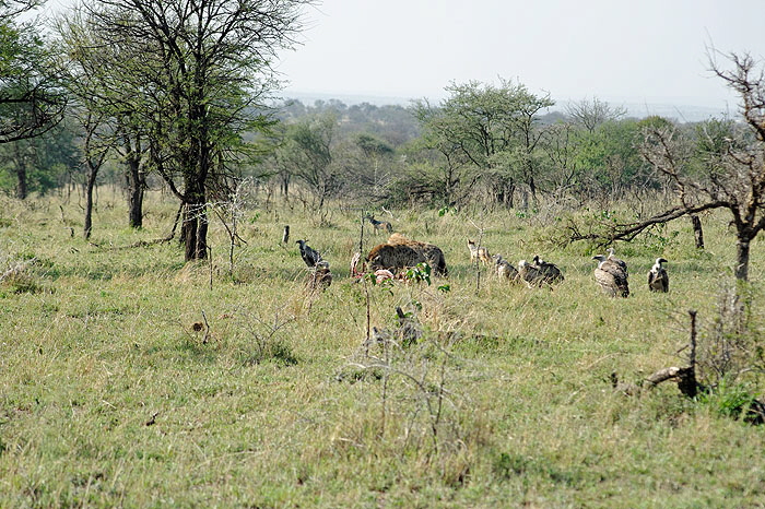 ods_DSC_4185_DxO