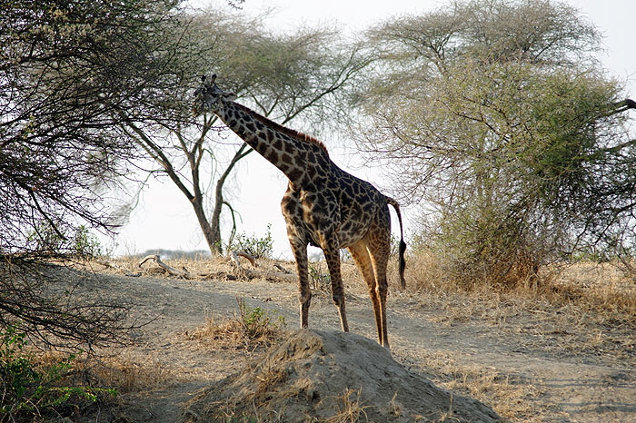 ods_DSC_3849_DxO