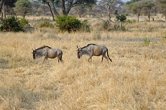 ods_DSC_3856_DxO